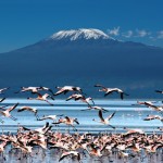 kilimanjaro-flamingoes