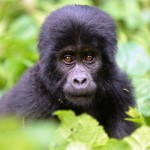 baby mountain gorilla Uganda