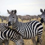 zebra's safari tour kiroyera tours