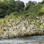 lake victora birds rubondo island